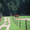 Electric Fence Wire Security Electric 2-8mm Fencing Rope for Cattle Fencing and Horse Containment