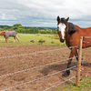Electric Fence Wire Security Electric Fencing Rope for Cattle Fencing
