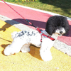 Pet Hand Holding Rope Dog Leash Dog Traction Belt Reflective Nylon Rope for Walking Dog