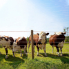 Electric Fence Wire Security Electric 2-8mm Fencing Rope for Cattle Fencing and Horse Containment